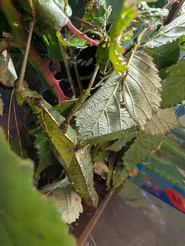 Insect Zoo — customer photo 7