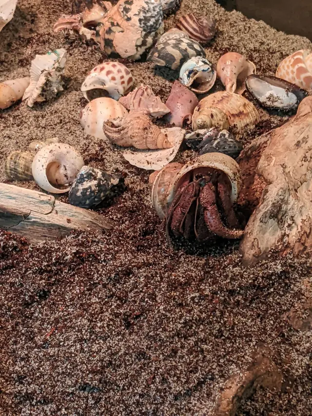 Insect Zoo — customer photo 12