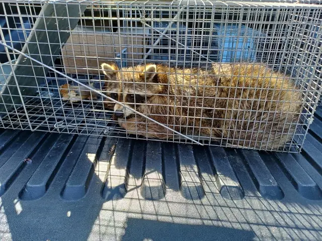 Comfort Pest Control — photo from the business 2