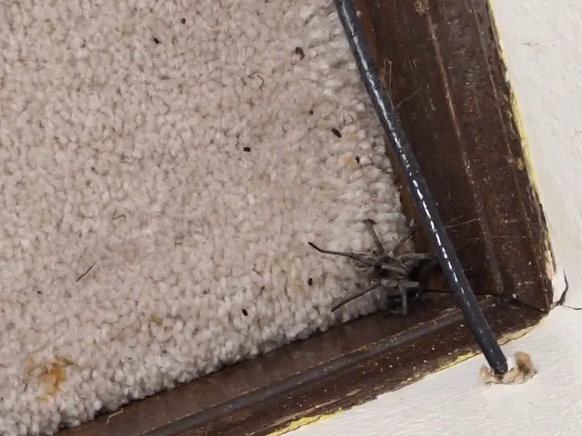 Comfort Pest Control — customer photo 7