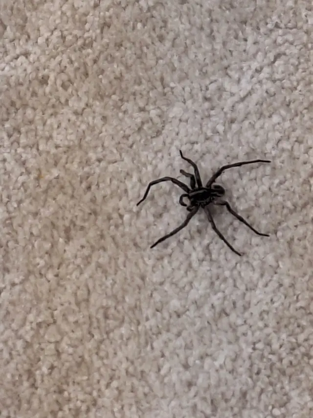 Comfort Pest Control — customer photo 9