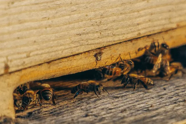 Comfort Pest Control — photo from the business 4