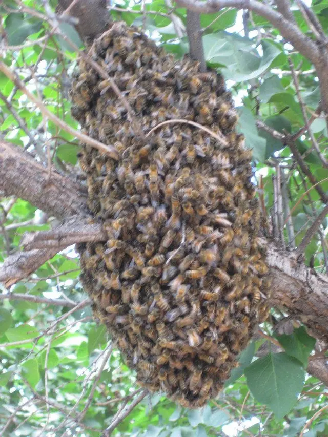 Comfort Pest Control — photo from the business 12