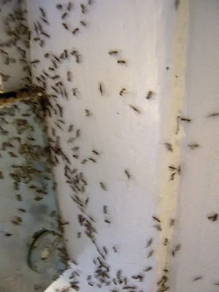 Absolute Pest Control, Inc — photo from the business 11