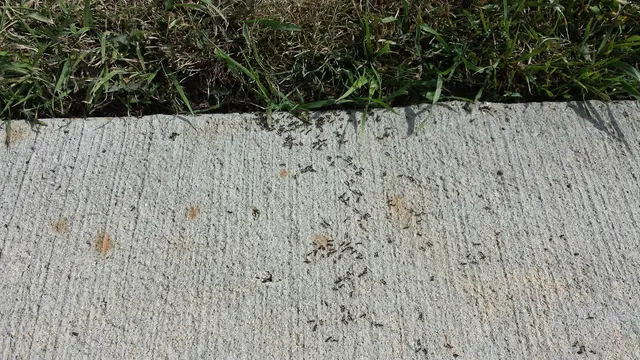 Absolute Pest Control, Inc — photo from the business 10