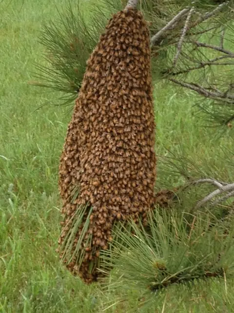 Absolute Pest Control, Inc — photo from the business 7