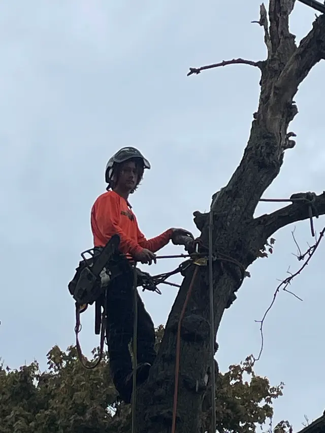 Lamontagne Landscaping and Tree Services LLC — photo from the business 2