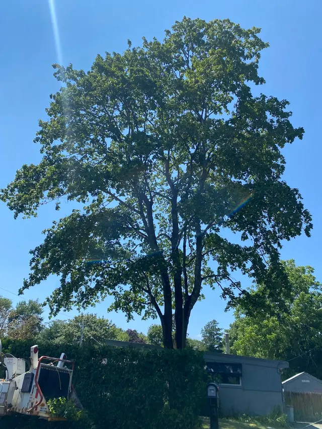 Lamontagne Landscaping and Tree Services LLC — photo from the business 7