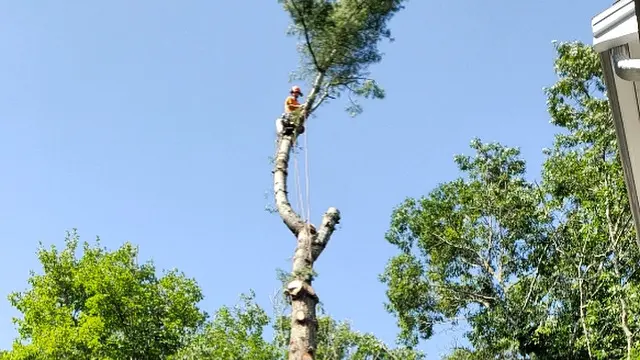 Lamontagne Landscaping and Tree Services LLC — photo from the business 1