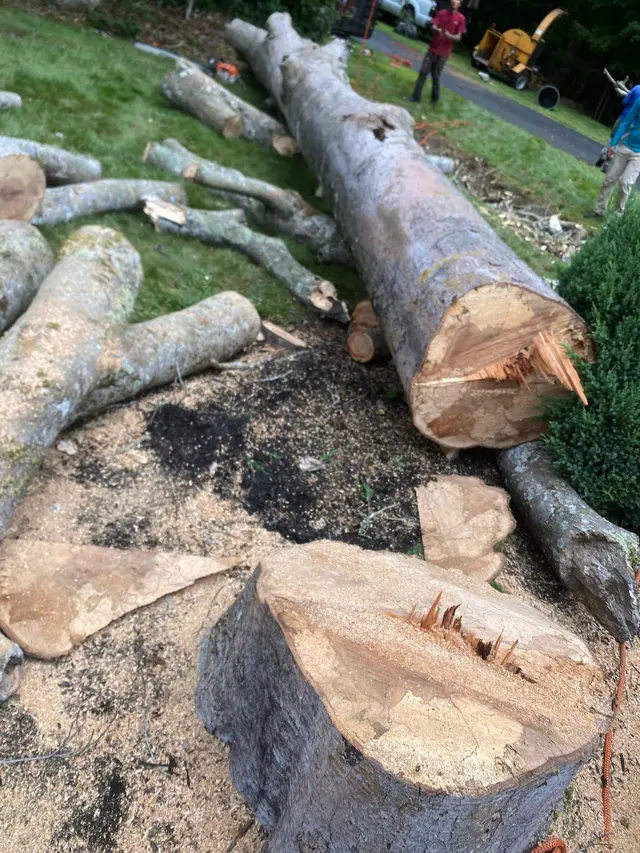 Lamontagne Landscaping and Tree Services LLC — photo from the business 12