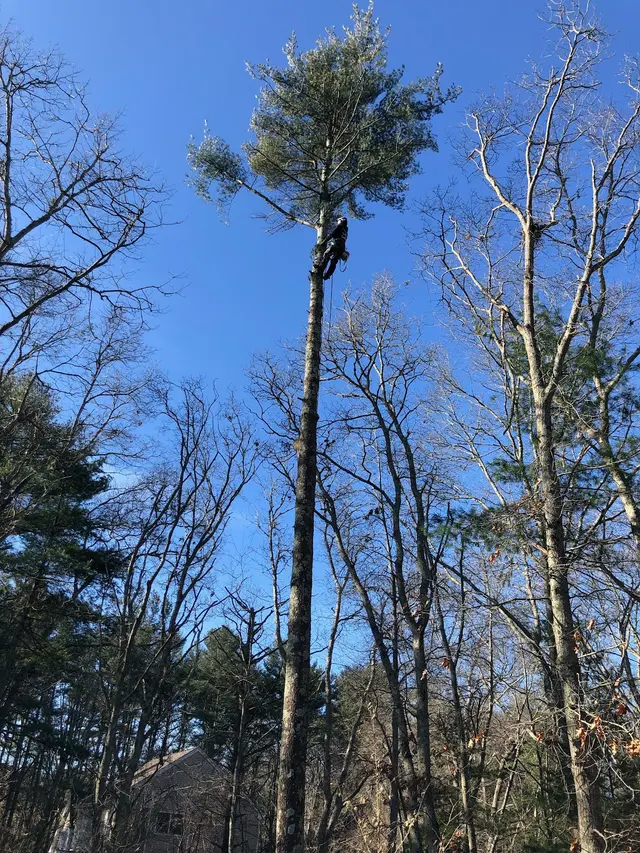 Lamontagne Landscaping and Tree Services LLC — photo from the business 5