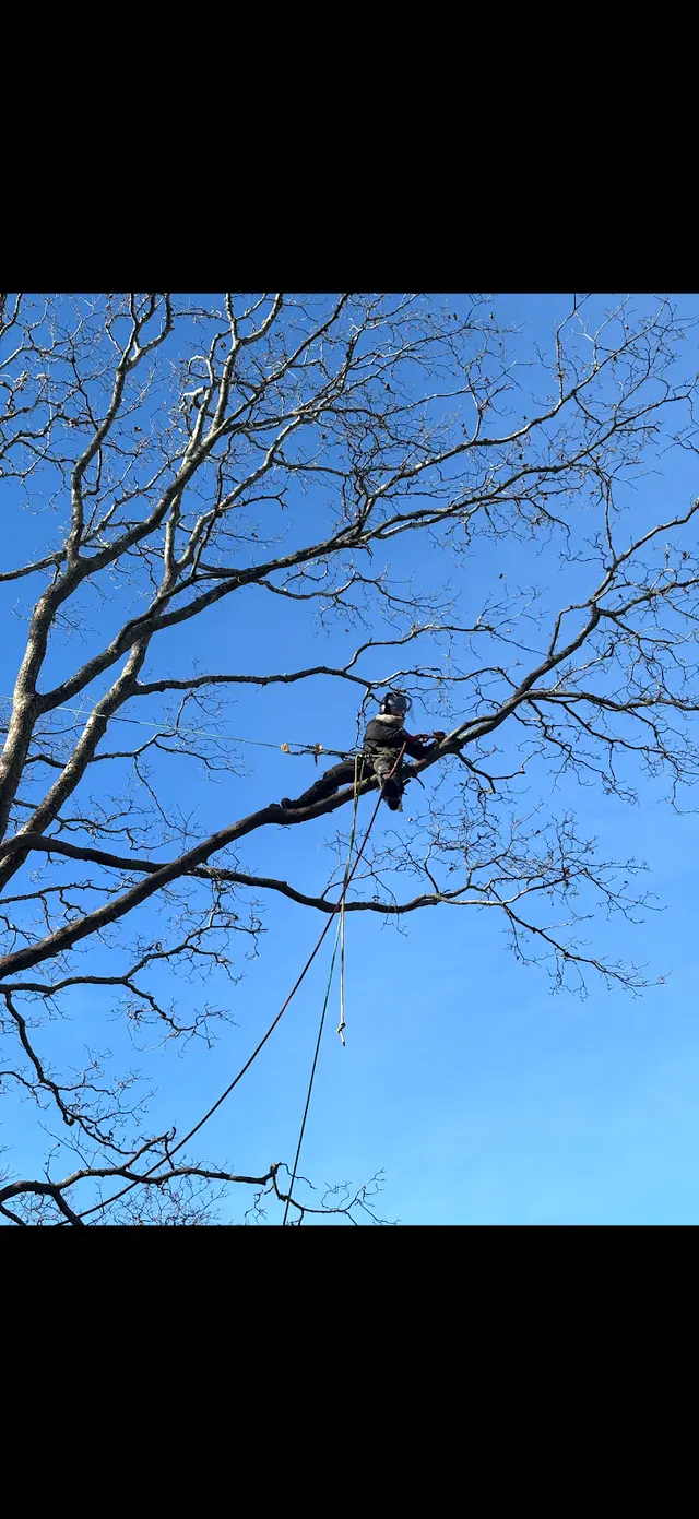 Lamontagne Landscaping and Tree Services LLC — photo from the business 6