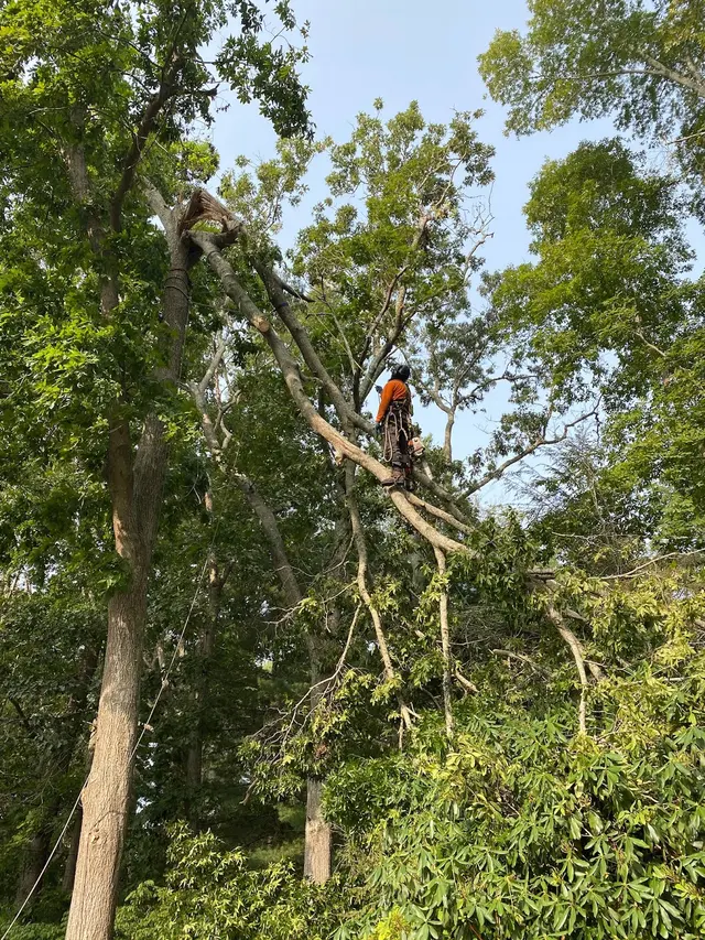 Oasis Tree Care — photo from the business 4