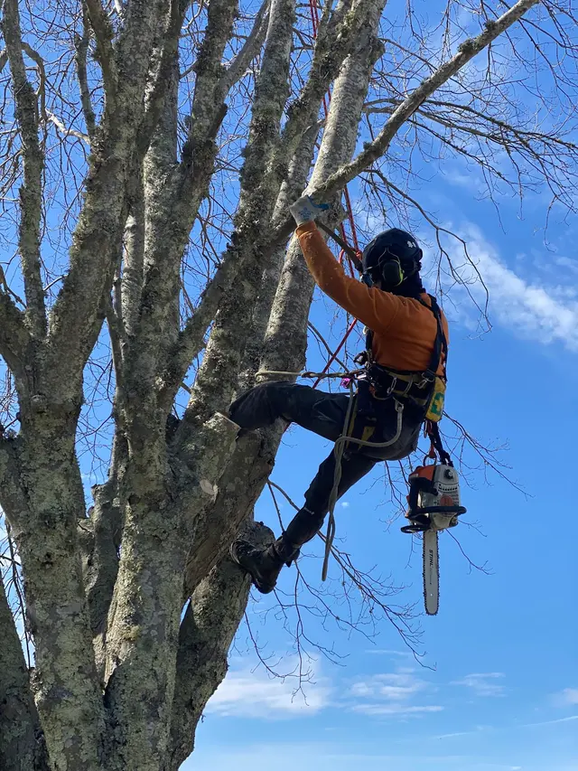 Oasis Tree Care — photo from the business 7
