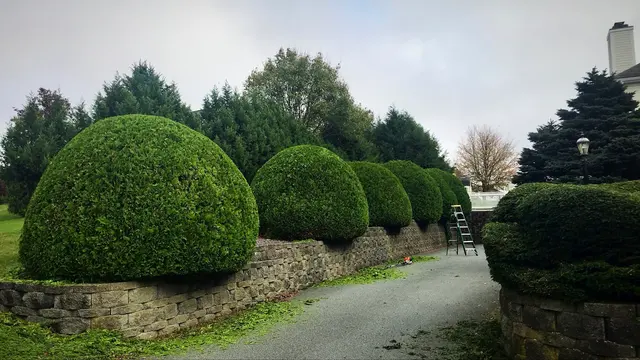 Oasis Tree Care — photo from the business 1