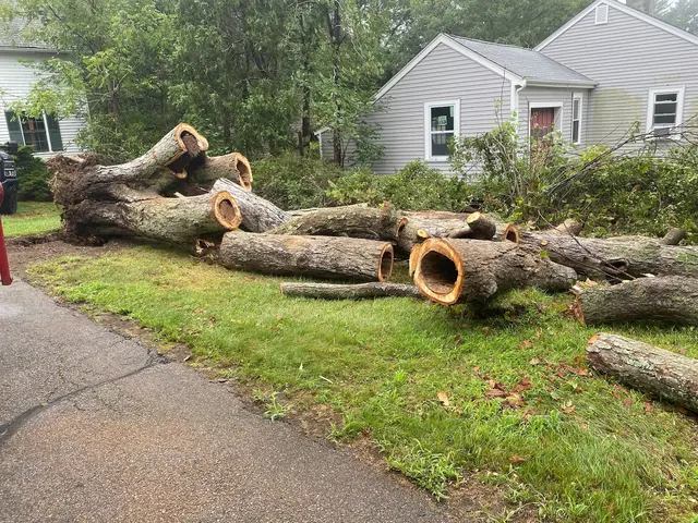 Oasis Tree Care — photo from the business 5