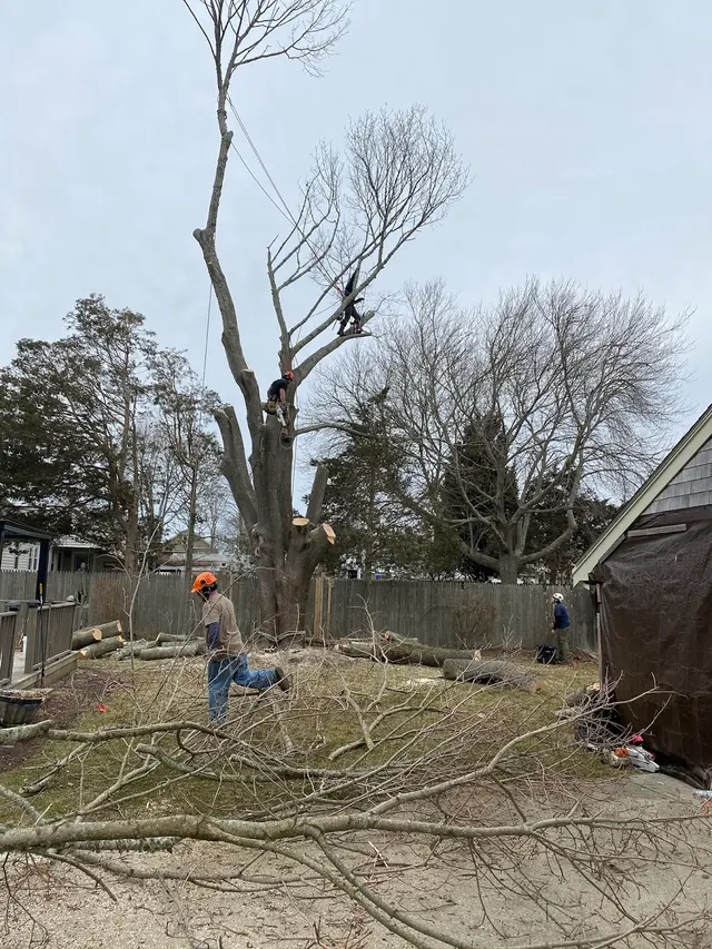 Oasis Tree Care — photo from the business 3