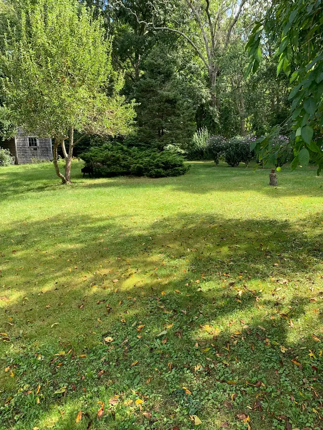Oasis Tree Care — customer photo 6