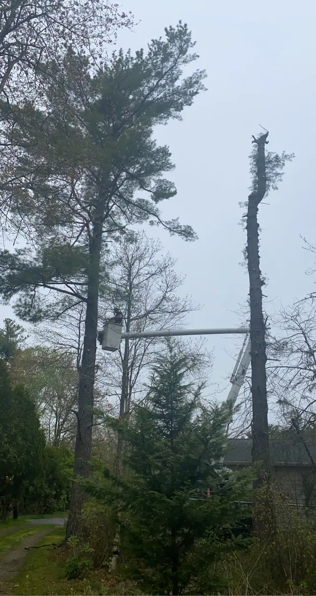 Oasis Tree Care — photo from the business 11