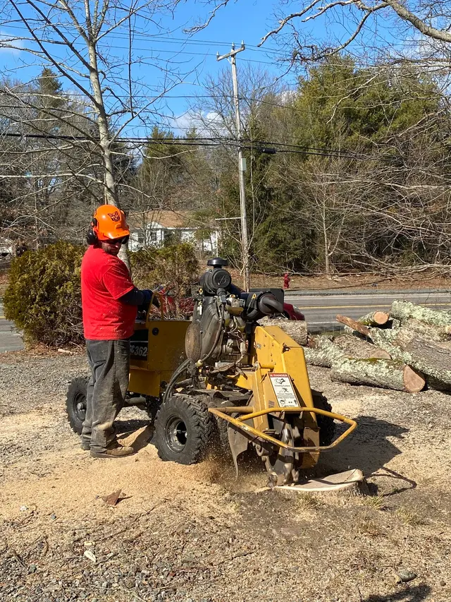 Oasis Tree Care — photo from the business 12