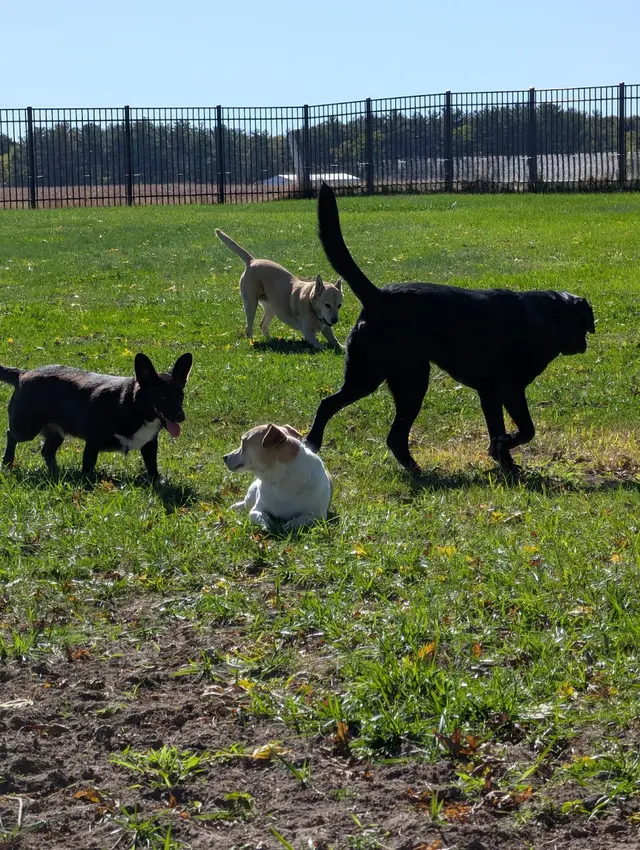 Road Runner Pet Sitting Services — customer photo 2