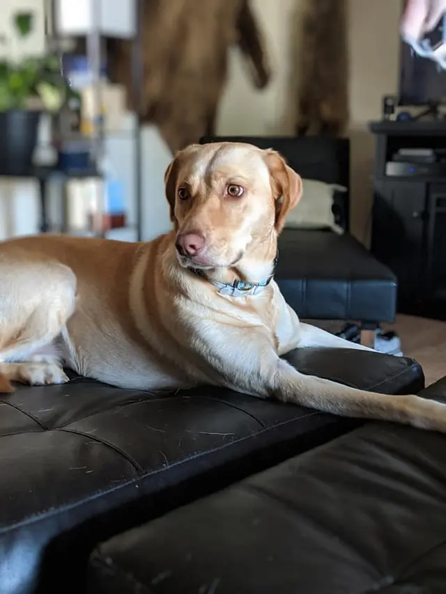 Road Runner Pet Sitting Services — photo from the business 8