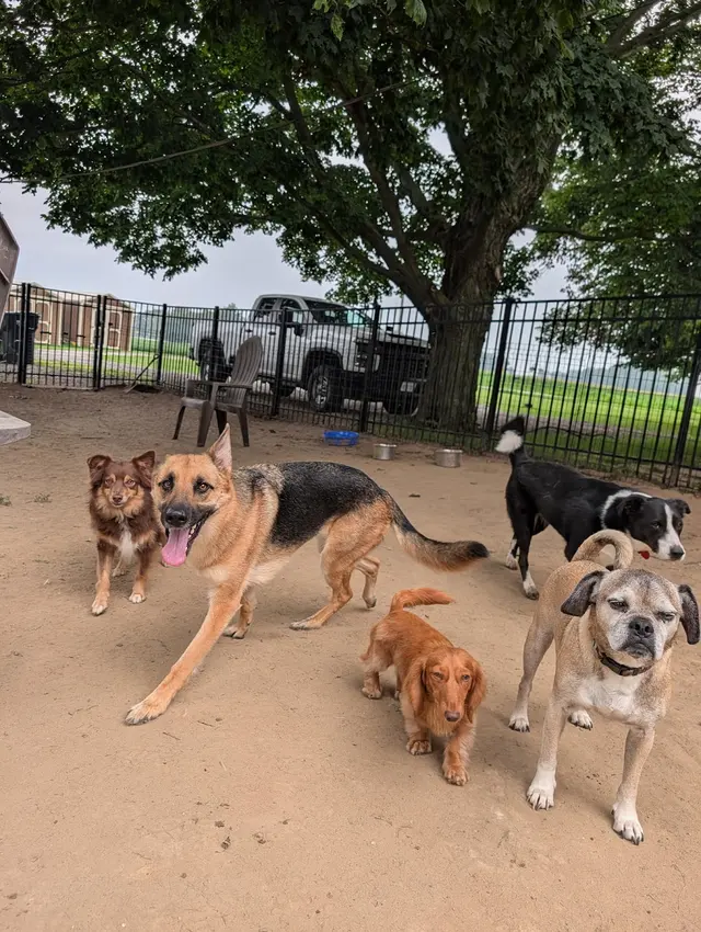 Road Runner Pet Sitting Services — customer photo 4
