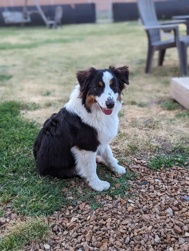Road Runner Pet Sitting Services — photo from the business 11