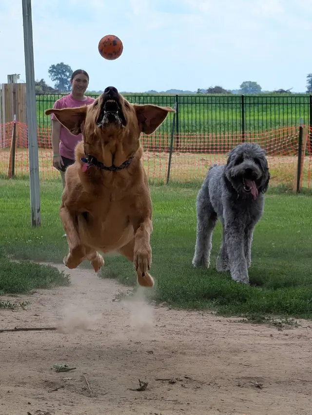 Road Runner Pet Sitting Services — photo from the business 5