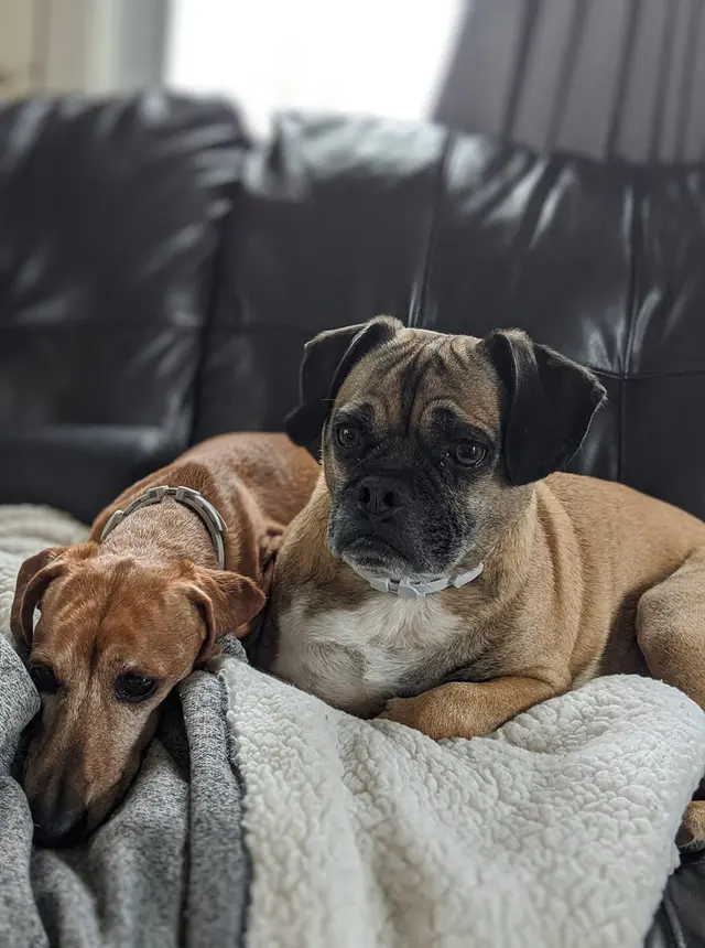 Road Runner Pet Sitting Services — photo from the business 9