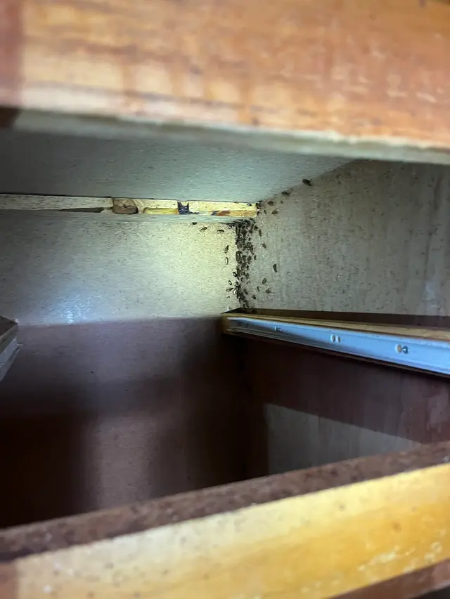 Main Creek Pest Solutions Inc. — photo from the business 2