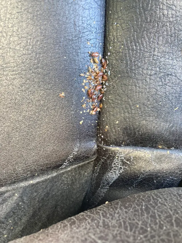 Main Creek Pest Solutions Inc. — photo from the business 11