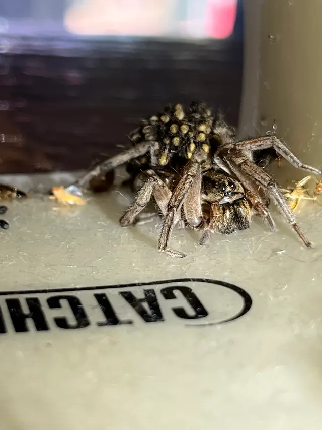 Main Creek Pest Solutions Inc. — photo from the business 10