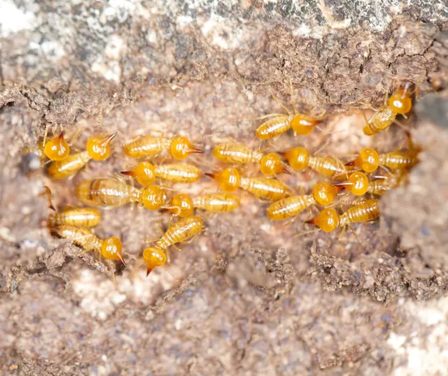 Dustin Pest Control — photo from the business 4