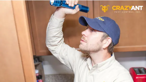 Crazy Ant Pest Control — photo from the business 1