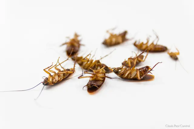 EagleShield Pest Control of Clovis — photo from the business 11