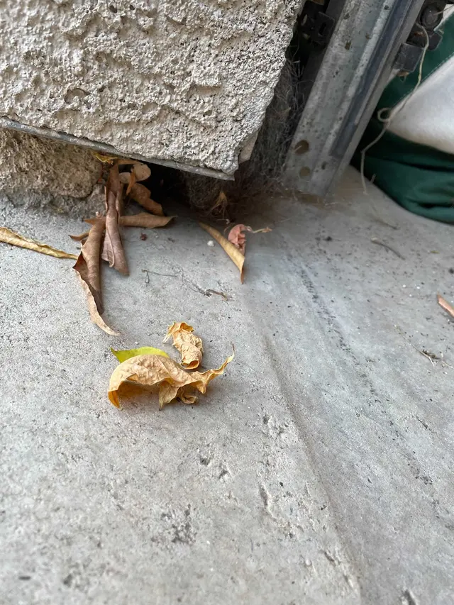 Dustin Pest Control — photo from the business 4