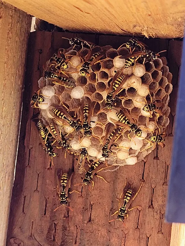 Valley Integrated Pest Control — photo from the business 10