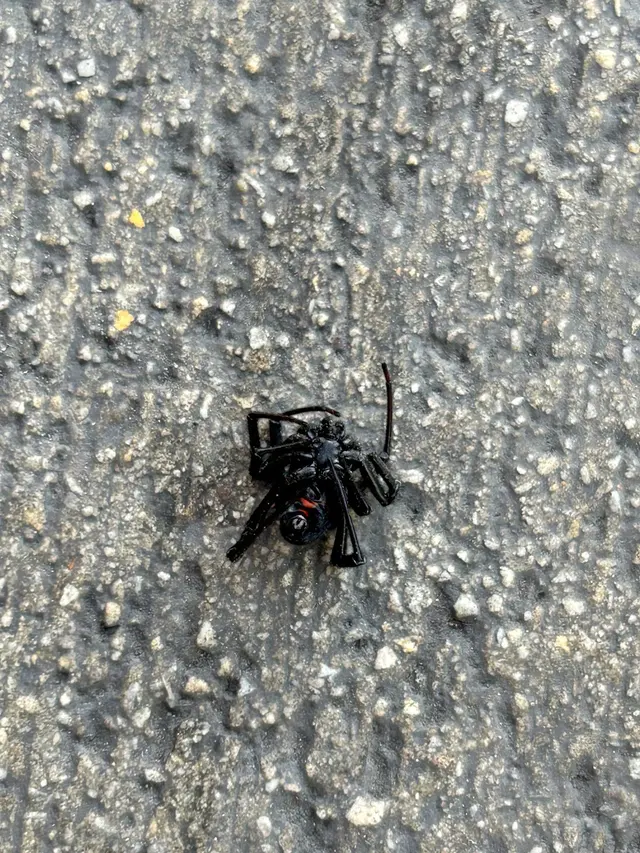 Jitterbug Pest Control — customer photo 5