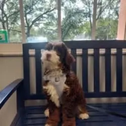 Central Broward Animal Hospital — photo from the business 8