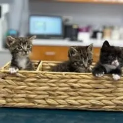 Central Broward Animal Hospital — photo from the business 5