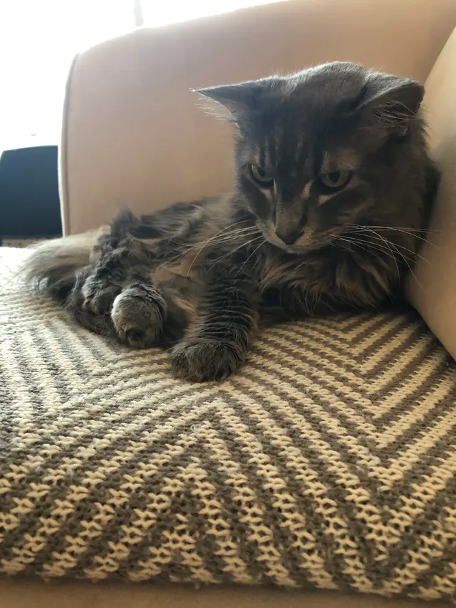 Premium Vet Care - Mobile Animal Hospital — customer photo 10