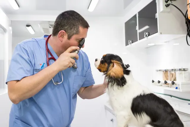 Premium Vet Care - Mobile Animal Hospital — photo from the business 5