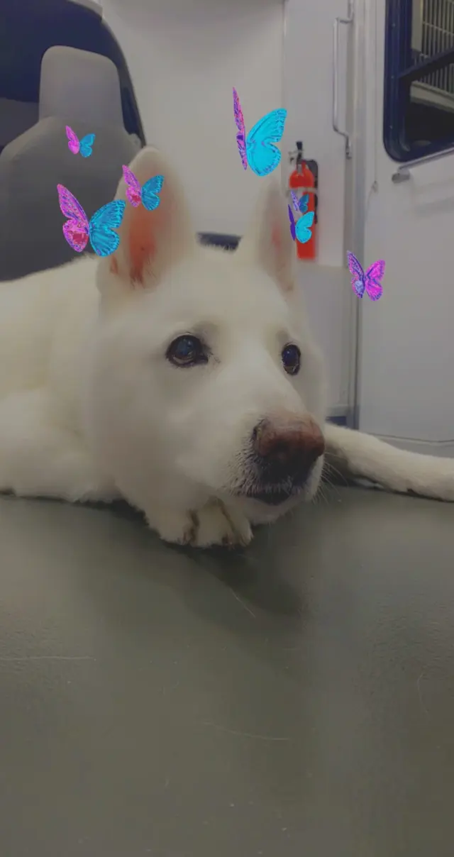 Premium Vet Care - Mobile Animal Hospital — photo from the business 8