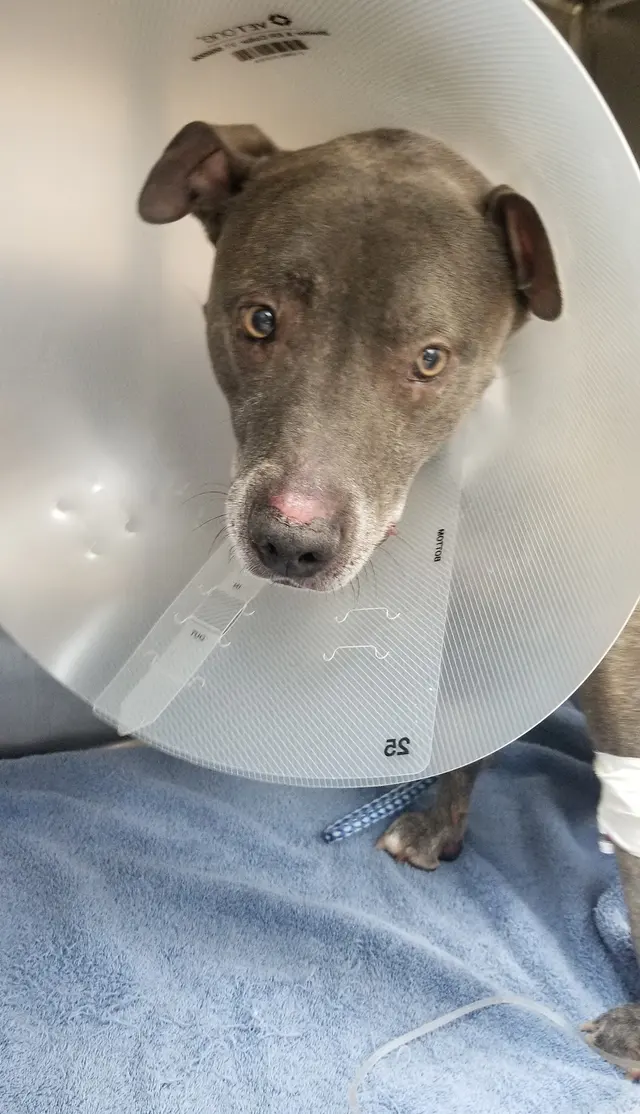 Premium Vet Care - Mobile Animal Hospital — photo from the business 11