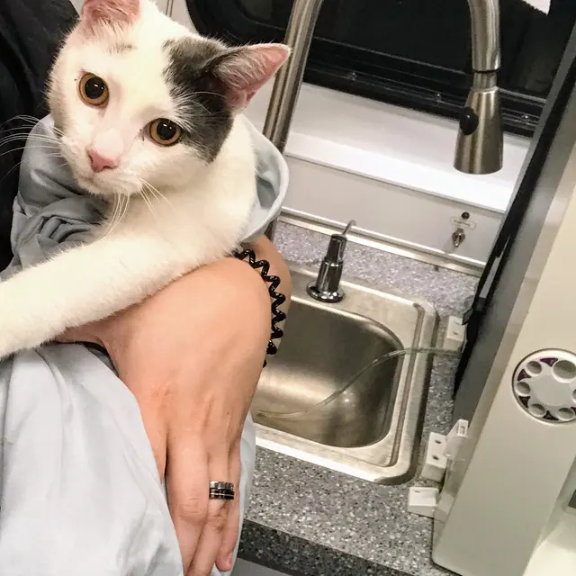 Premium Vet Care - Mobile Animal Hospital — photo from the business 9