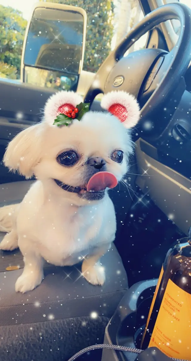 Premium Vet Care - Mobile Animal Hospital — photo from the business 4