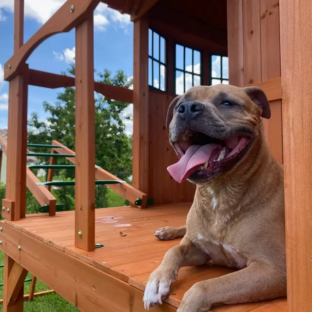 Premium Vet Care - Mobile Animal Hospital — photo from the business 2