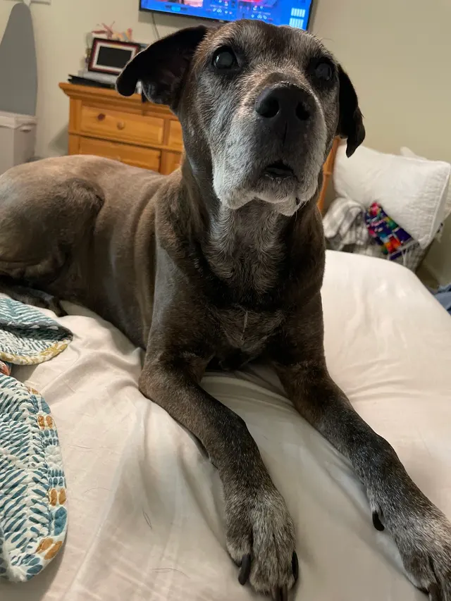 Premium Vet Care - Mobile Animal Hospital — customer photo 3