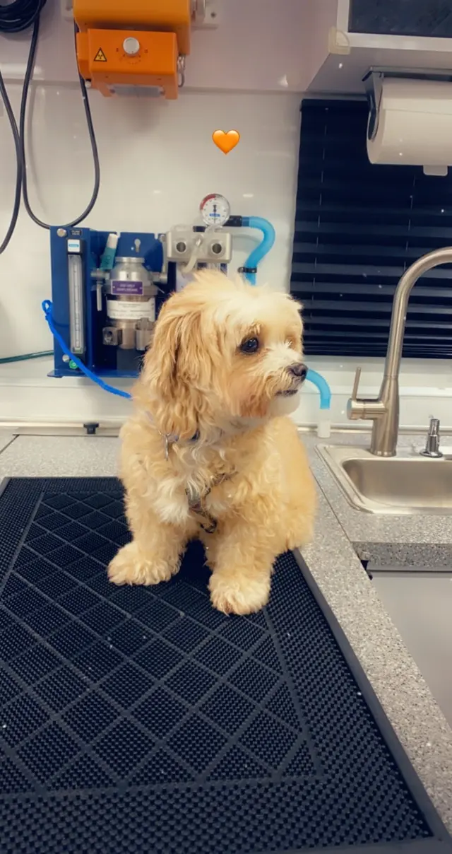 Premium Vet Care - Mobile Animal Hospital — photo from the business 12